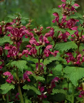 Medicinal Herbs Drucke: Deadnettle