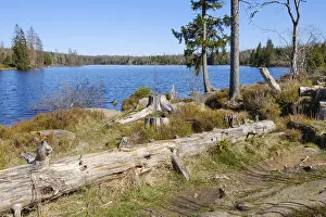 Hydroelectric Power Generation Drucke: Deadwood at the Oderteich, dam