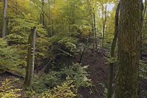 Deciduous Trees Europe Drucke: Deadwood with scale on a copper beech