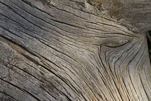 Close Up Tree Trunk Drucke: Deadwood structure