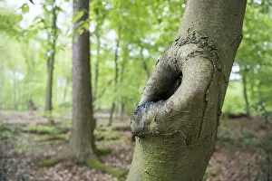 Central European Deciduous Trees Drucke: Deadwood structure as microhabitat