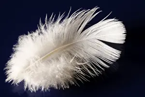 Bird Feather Detail View Drucke: Deaf feather/spring
