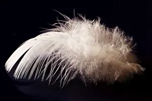 Bird Feather Detail Drucke: Deaf feather/spring