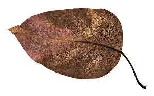 Isolated White Background Plant Drucke: Back side of decayed autumn leaf of apple tree isolated on white background