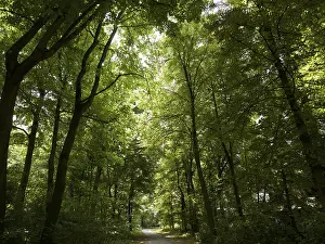 Travel Photography Forests Drucke: Deciduous forest