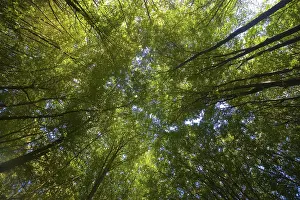 Nature Landscape Images Drucke: Deciduous forest