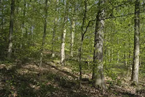 Nature Reserve Landscape Drucke: Deciduous forest with copper beech (Fagus silvatica)