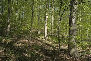 German Forest Landscape Photo Drucke: Deciduous forest with copper beech (Fagus silvatica)