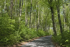 Protected Area NRW Germany Drucke: Deciduous forest with copper beech (Fagus silvatica)