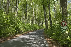 Nature Reserve Krefeld Drucke: Deciduous forest with copper beech (Fagus silvatica)