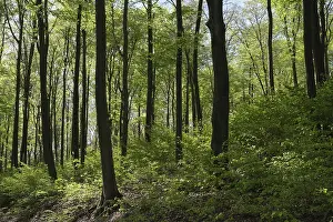 Fagus Silvatica Tree Species Drucke: Deciduous forest with copper beech (Fagus silvatica)