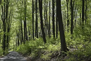 European Deciduous Forests Drucke: Deciduous forest with copper beech (Fagus silvatica)