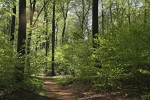 Fagus Silvatica Tree Species Drucke: Deciduous forest with copper beech (Fagus silvatica)