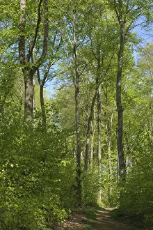 Fagus Silvatica Tree Species Drucke: Deciduous forest with copper beech (Fagus silvatica)