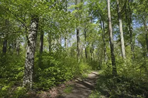 German Nature Preserve Drucke: Deciduous forest with copper beech (Fagus silvatica)