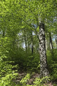 German Nature Park Scenery Drucke: Deciduous forest with copper beech (Fagus silvatica)