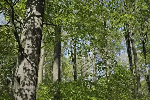 Central Europe Landscape Shot Drucke: Deciduous forest with copper beech (Fagus silvatica)