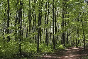 Copper Beech Landscape Drucke: Deciduous forest with copper beech (Fagus silvatica)