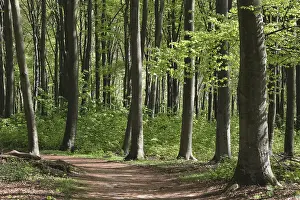 European Beech Landscape Drucke: Deciduous forest with copper beech (Fagus silvatica)