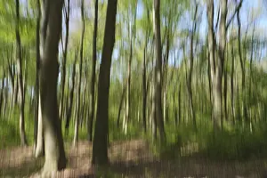 German Nature Park Scenery Drucke: Deciduous forest with copper beech (Fagus silvatica)