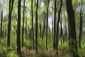 Long Exposure Forest Photo Drucke: Deciduous forest with copper beech (Fagus silvatica)