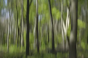 Copper Beech Germany Drucke: Deciduous forest with copper beech (Fagus silvatica)