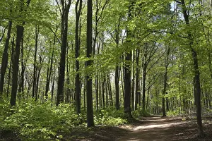 Nature Reserve Scenery Drucke: Deciduous forest with copper beech (Fagus silvatica)