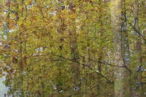 German Countryside Woods Drucke: Deciduous forest with copper beech (Fagus silvatica)