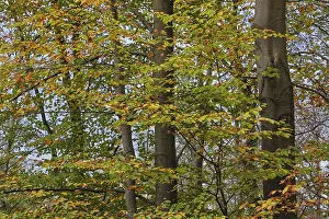 European Deciduous Forests Drucke: Deciduous forest with copper beech (Fagus silvatica)