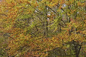 North Rhine Westphalia Forest Drucke: Deciduous forest with copper beech (Fagus silvatica)