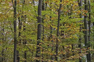 Copper Beech Drucke: Deciduous forest with copper beech (Fagus silvatica)