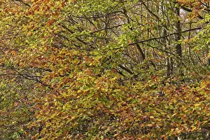 Copper Beech Germany Drucke: Deciduous forest with copper beech (Fagus silvatica)