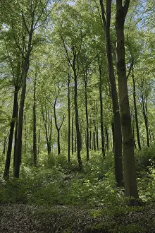 European Beech Woodland Drucke: Deciduous forest with copper beech (Fagus silvatica)