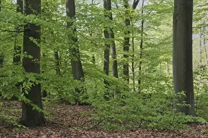 Fagus Silvatica Images Drucke: Deciduous forest with copper beeches (Fagus silvatica)
