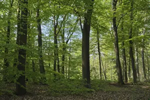 Copper Beeches Drucke: Deciduous forest with copper beeches (Fagus silvatica)