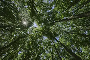 European Deciduous Forests Drucke: Deciduous forest with copper beeches (Fagus silvatica)