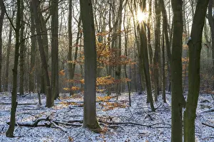 Deciduous Forest Snow Drucke: Deciduous forest with snow against light