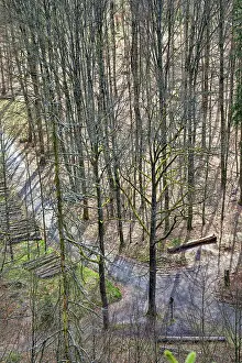 Deciduous Forest In Spring Drucke: Deciduous forest in spring, first buds
