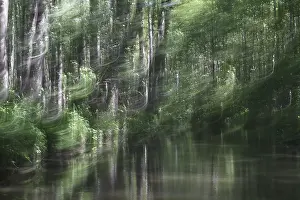 Blurred Motion In Nature Drucke: Deciduous forest on the water, blurred