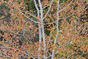 German Forest Landscapes Drucke: Deciduous tree, aspen (Populus tremula)