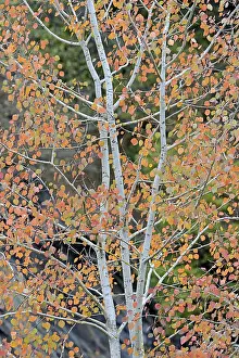 Coloured Autumn Leaves Drucke: Deciduous tree, aspen (Populus tremula)