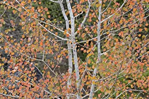 Autumn Leaves Germany Drucke: Deciduous tree, aspen (Populus tremula)