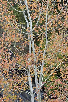 Autumn Leaves Germany Drucke: Deciduous tree, aspen (Populus tremula)