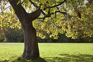 European Deciduous Trees In Autumn Drucke: Deciduous tree in autumn with backlighting