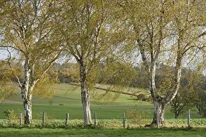 Birch Tree Drucke: Deciduous tree, birch (Betula)
