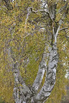Birch Tree Germany Drucke: Deciduous tree, birch (Betula)