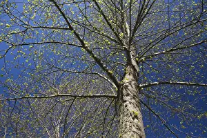 Springtime Plant Life Drucke: Deciduous tree with emerging buds against a blue sky in spring