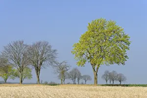 Deciduous Tree Blooms Drucke: Deciduous tree, maple (Acer) blossoms in early spring