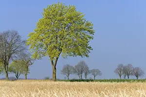 Deserted Spring Scene Drucke: Deciduous tree, maple (Acer) blossoms in early spring