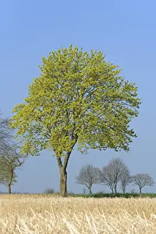 Springtime Flowering Trees Drucke: Deciduous tree, maple (Acer) blossoms in early spring